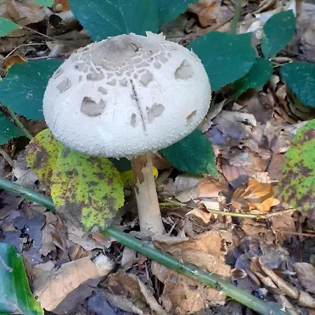 Au Temps De Le 7 Appartement *