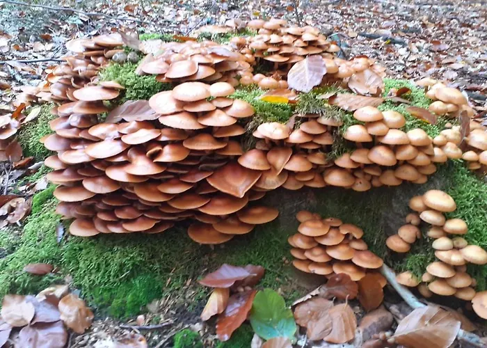 Διαμέρισμα Au Temps De Le 7 Σπα