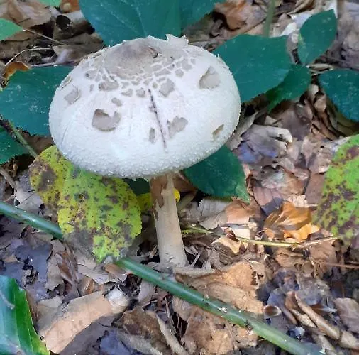 Au Temps De Le 7 Διαμέρισμα *